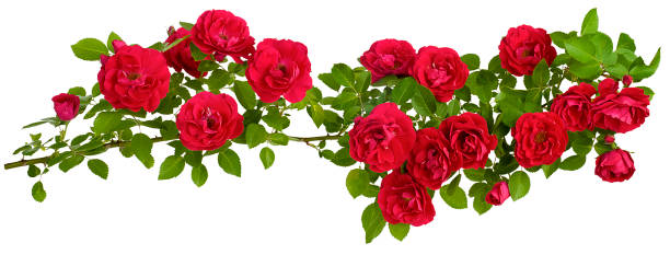 istock rosehip is a long branch of flowers 1367228082