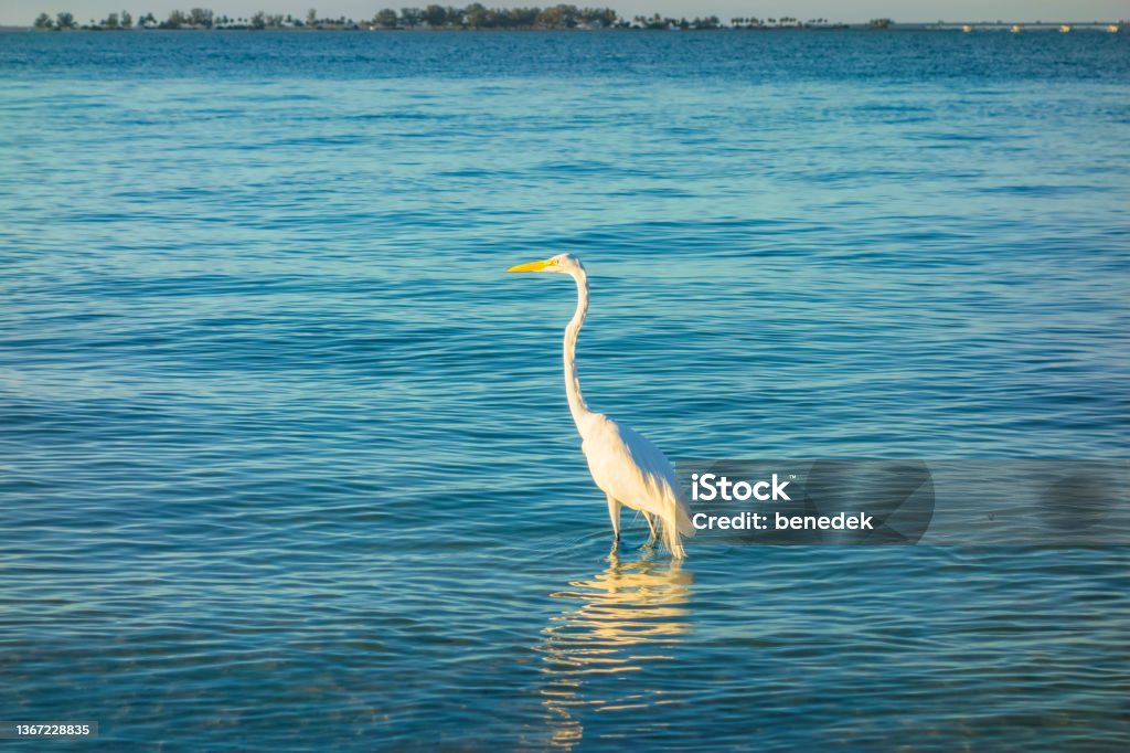 Great Egret Sanibel Island Florida Great Egret on Sanibel Island Florida USA Animal Wildlife Stock Photo