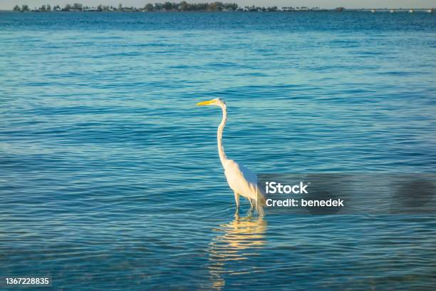 Great Egret Sanibel Island Florida Stock Photo - Download Image Now - Animal Wildlife, Bird, Color Image