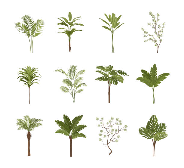 Set of tropical plants Set of tropical plants. Collection of stickers for social networks. Exotics, travel or trip and uninhabited islands. Nature and flora. Cartoon flat vector illustration isolated on white background tropical tree stock illustrations