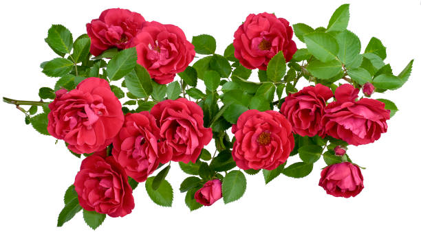 istock rosehip has many flower buds 1367228936