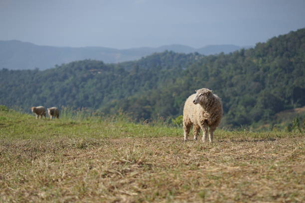istock Sheep in a field with a morning sun. 1367229840