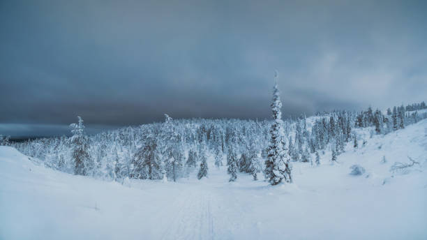 istock Trail through the winter forest at night through fir trees wrapped in snow. Arctic harsh nature. Mystical fairy tale of the winter frost forest. 1367230021
