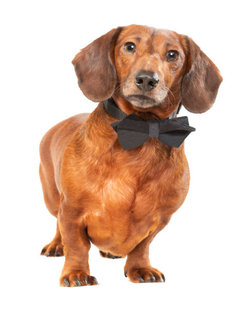 istock Sophisticated Weiner Dog In Black Tie Isolated on White 1367231753