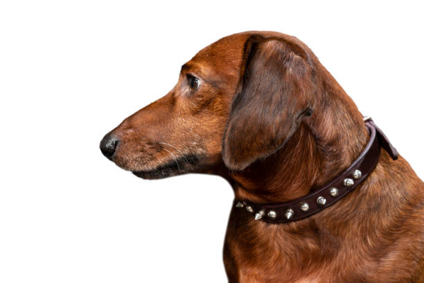 istock Red Dachshund Looking Off Camera Left Isolated On White 1367231755