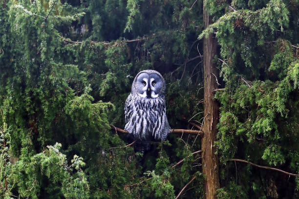 istock Great Grey Owl in sweden Scandinavian forest. Aggressive Owl looking. 1367233395