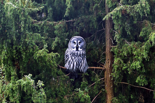 Great Grey Owl in sweden Scandinavian forest. Aggressive Owl looking.