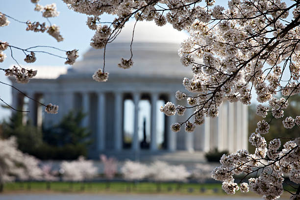 istock Cherry Blossoms and the Jefferson Memorial 136723370