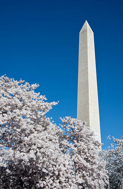istock Cherry Blossoms and the Washington Monument 136723372