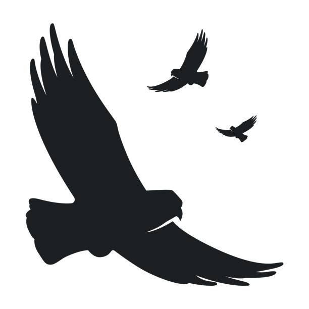 monochrome silhouette eines fliegenden vogels adlertaube - falke stock-grafiken, -clipart, -cartoons und -symbole