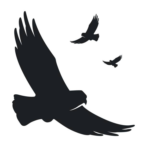 ilustrações de stock, clip art, desenhos animados e ícones de monochrome silhouette of a flying bird eagle dove - bird of prey