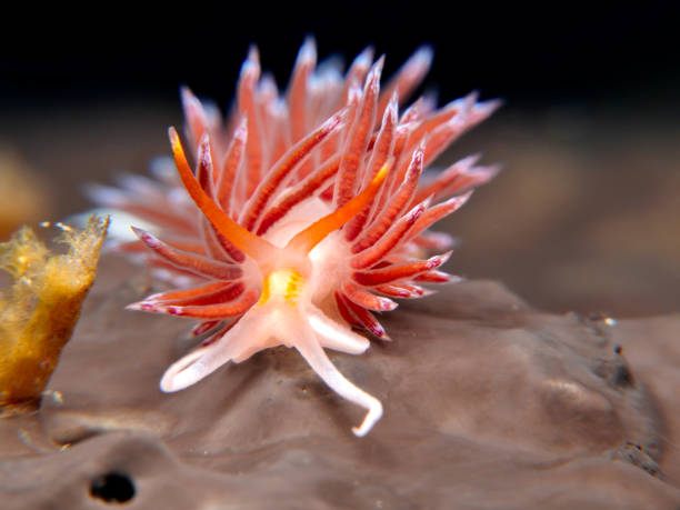 istock Sea slug Cratena peregrina 1367236162