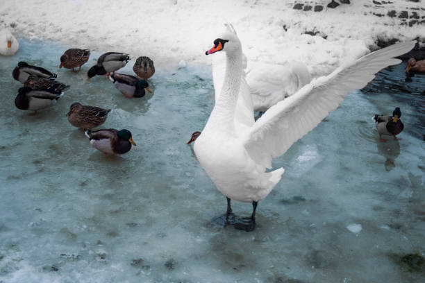 istock A white swan flutters over the frozen lake 1367236508