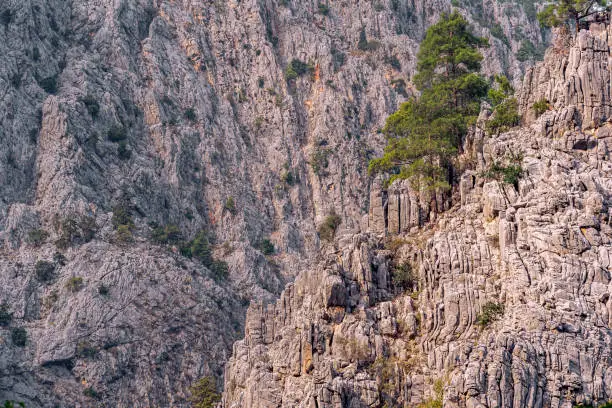 mountain landscape - pine trees among sheer rocky cliffs