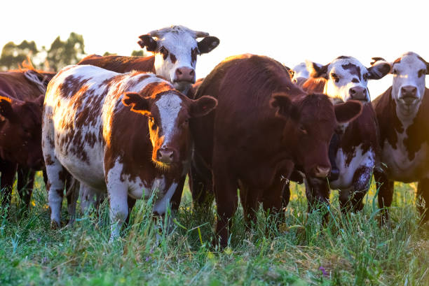 istock Cow and baby in Pampas coutryside, 1367237795