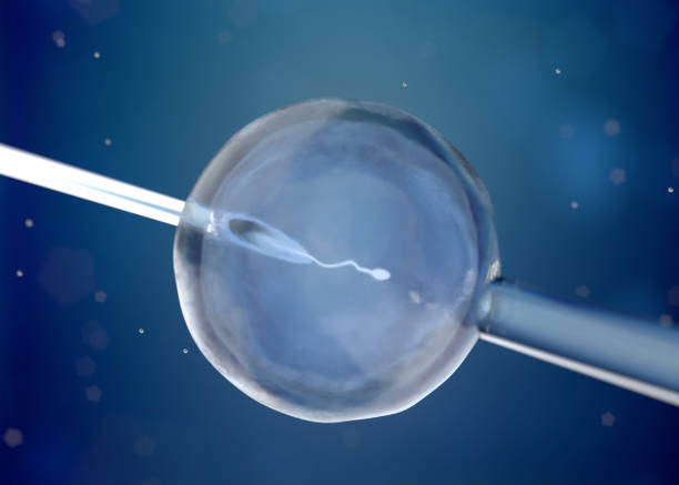 istock Microscopic research of in vitro fertilization IVF 1367239909