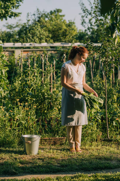 istock A Hardworking Female Gardener Looking At Vegetables She Grows On Her Own 1367240123