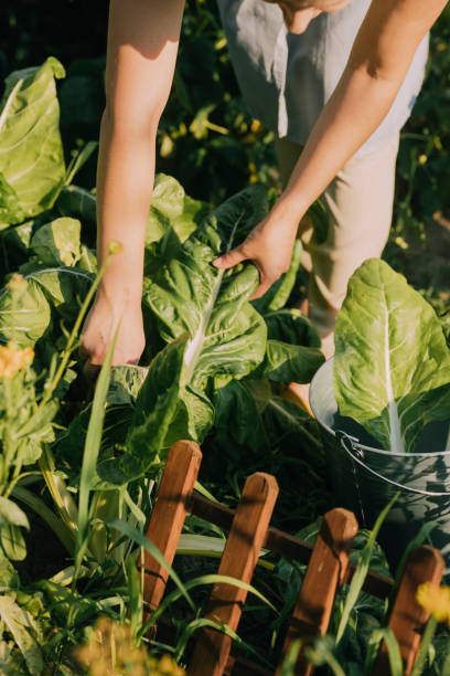 istock An Unrecognizable Female Harvesting Chard From Her Garden 1367240142