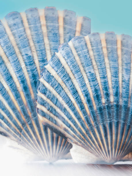 Two scallop seashells vertically standing on the illuminated wooden padestal against turquoise-colored ocean or sky background