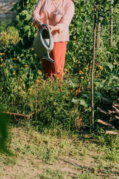 istock An Anonymous Caucasian Female Working In Her Garden 1367240198