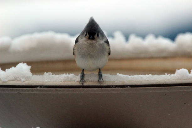 Tufted Titmouse Stares at Photographer stock photo