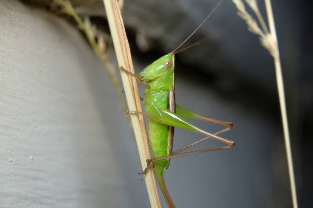 istock Greenish Meadow Katydid - Conocephalus (Chloroxiphidion) upoluensis 1367241382