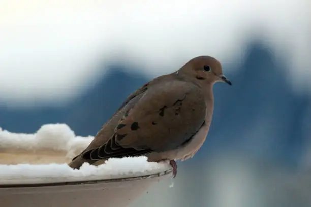 A serene Mourning Dove sits on a snow-covered birdbath.