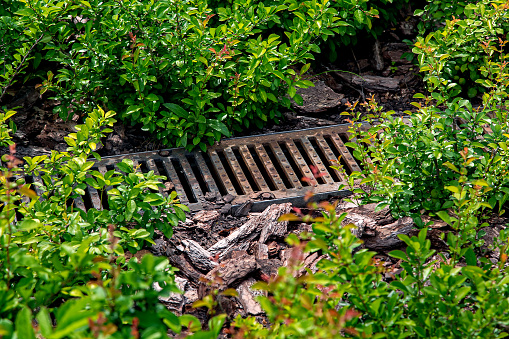 drainage rusty grid in the landscape for the drainage of rainwater in the deciduous bush garden bed with tree bark mulching in the backyard garden lit by sun.