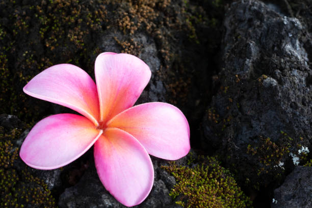 istock Pink Plumeria atop Moss Covered Lava Rocks 1367242647