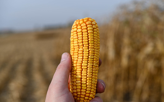 Ripe Iowa corn ready for harvest