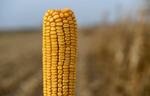 Growing young corn in a cultivated agricultural field. Mature corn plants, male flowers against the sky, cornfield