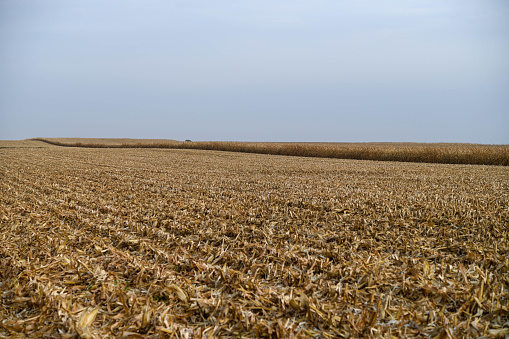 Iowa Cornfield at Harvest Time.