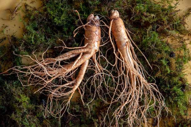 istock Korean ginseng with soil on green moss. 1367244287