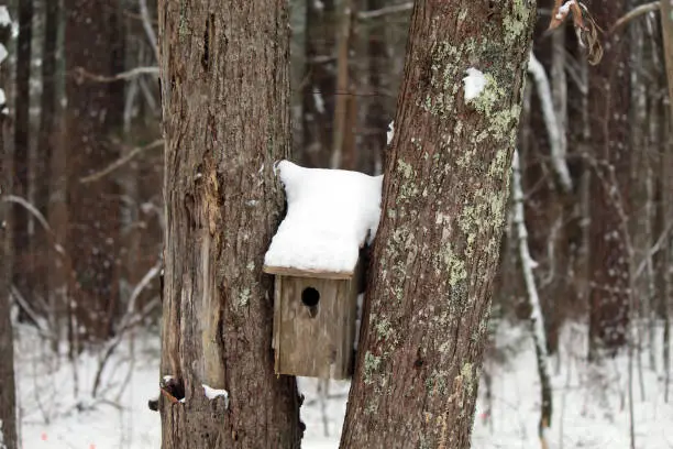 Wooden birdhouse topped with snow wedged between two tree trunks .