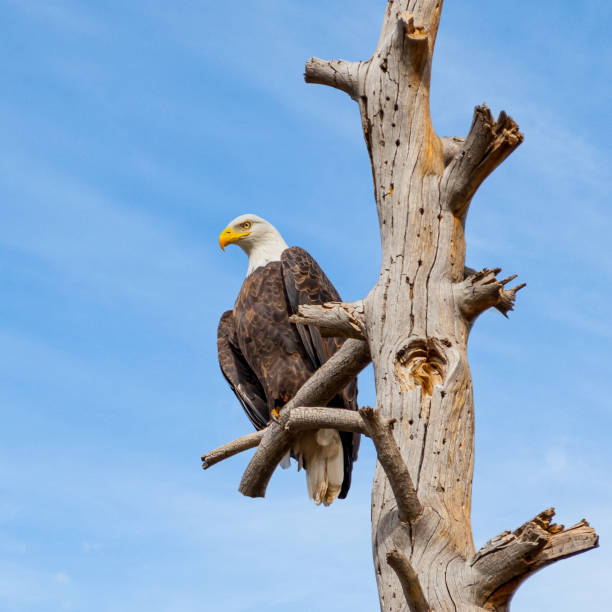 aquila calva appollaiata in un albero morto - coconino national forest foto e immagini stock