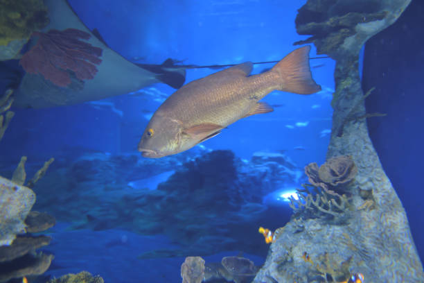 Large fish swimming through blue ocean water with sun rays and a school of smaller fish