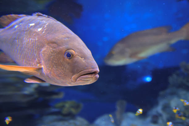 istock a fish swimming in dark aquatic ambiance 1367247172