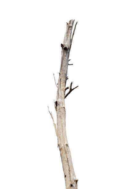 dead trees, dry trees in Thailand isolated on a white background