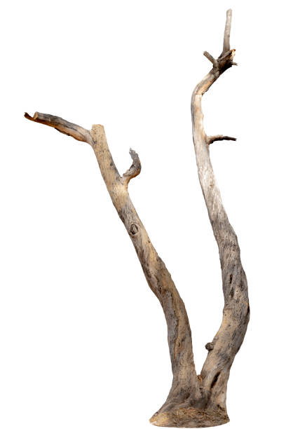 istock dead trees, dry trees in Thailand isolated on a white background 1367250745