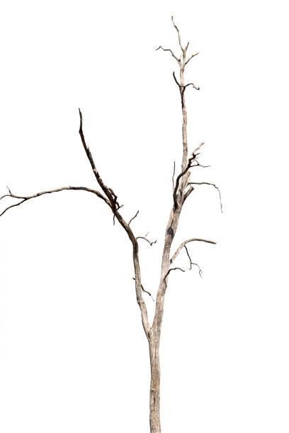 istock dead trees, dry trees in Thailand isolated on a white background 1367251302