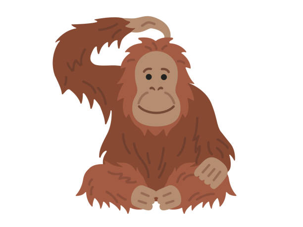 Orangutan Illustrations, Royalty-Free Vector Graphics & Clip Art - iStock