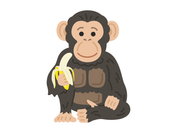 バナナを食べるチンパンジーのイラスト。 - チンパンジー点のイラスト素材／クリップアート素材／マンガ素材／アイコン素材