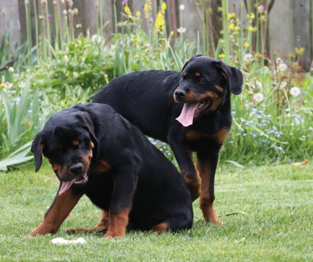 istock Dogs Enjoying the Outdoors 1367256542