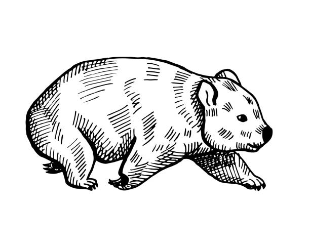 illustrazioni stock, clip art, cartoni animati e icone di tendenza di illustrazione vintage di wombat su sfondo bianco isolato. animale illustrazione vettoriale dall'australia. - vombato