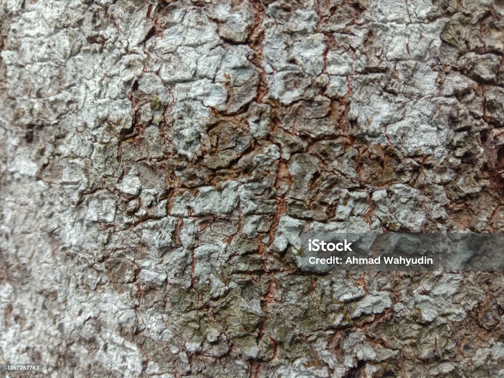 coolie abstract a bark that has a beautiful pattern Abstract Stock Photo