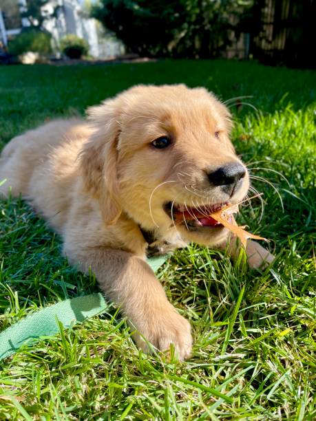 istock Golden Retriever Puppy Smiling 1367269480