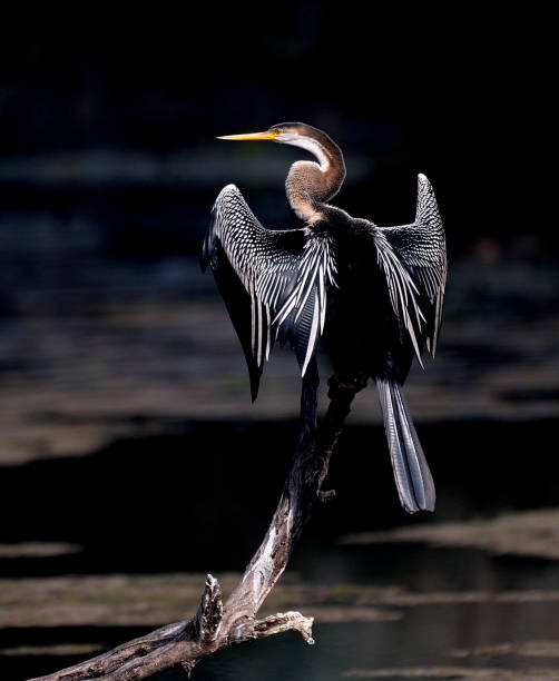 オリエンタルダーター - anhinga ストックフォトと画像