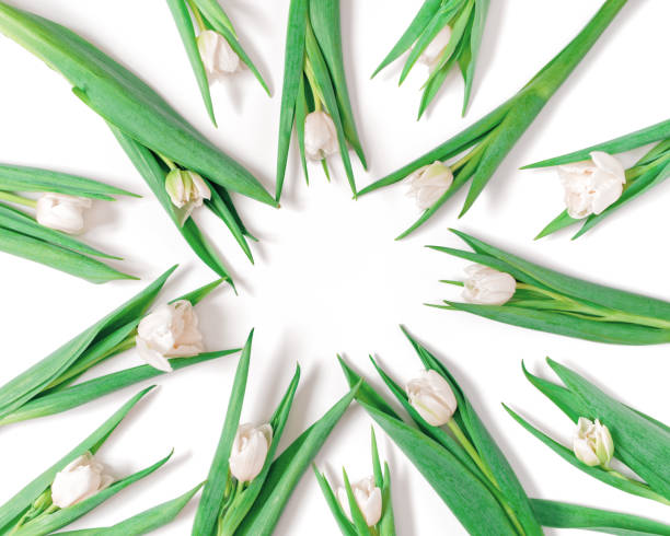 istock Frame of white tulips isolated on white background. Floral template with copy space from a bunch of fresh tulips. Flat lay, top view. 1367270364