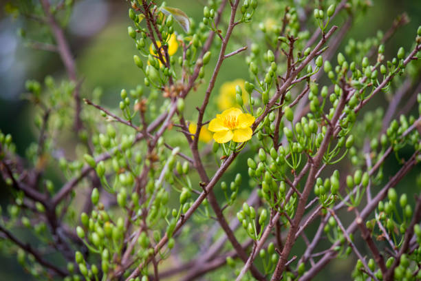 Time: thusday morning January 27, 2022. Location: Le Van Tam Park, Ho Chi Minh City. This is beautifull flowers