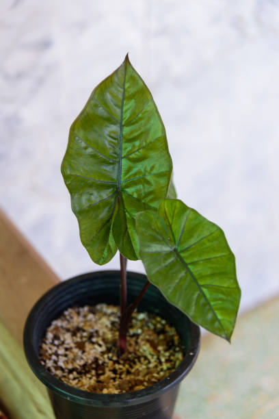 istock Alocasia Plumbea Nigra in black pot 1367271491